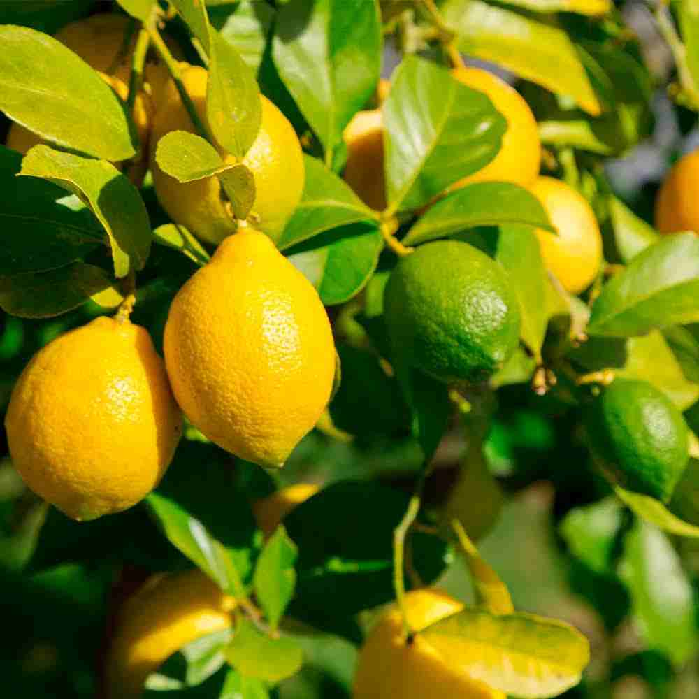 citrus trees on sale