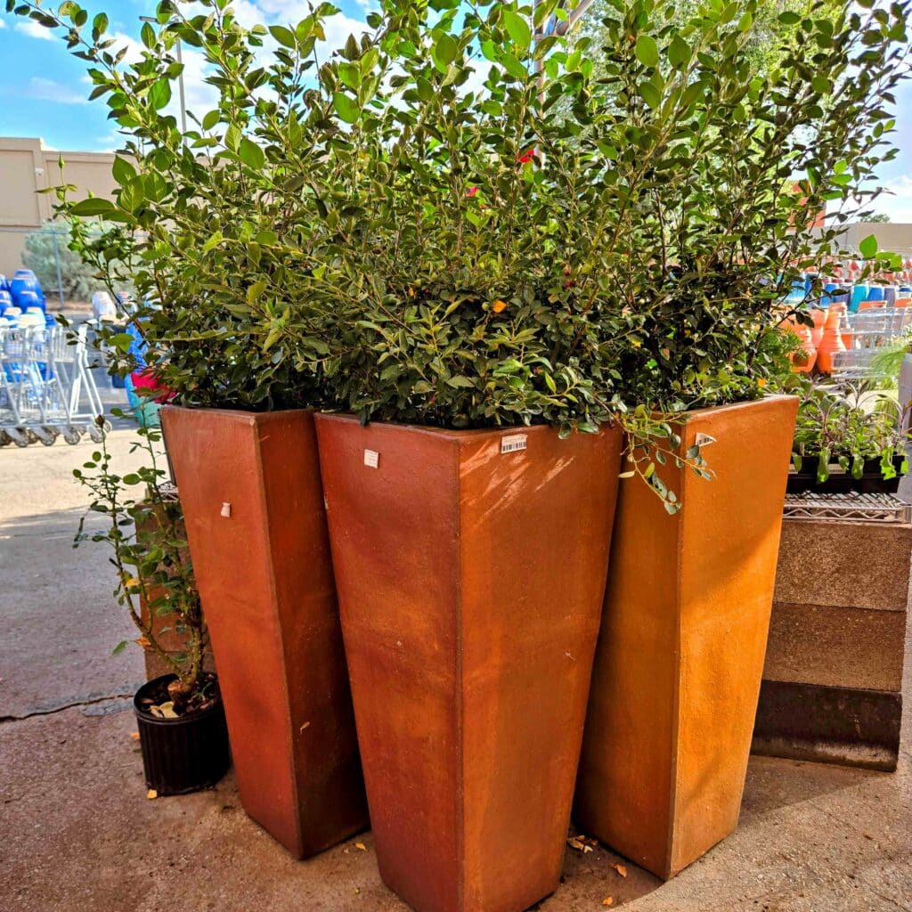 copper pots with shrubs