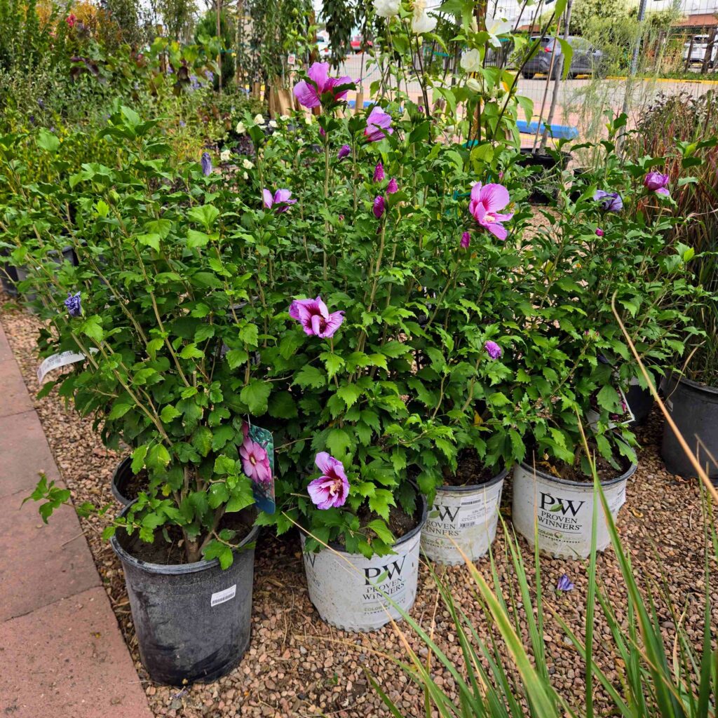 nursery pink purple flowers