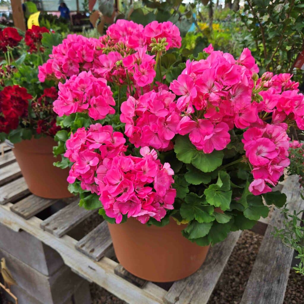 pink flowers