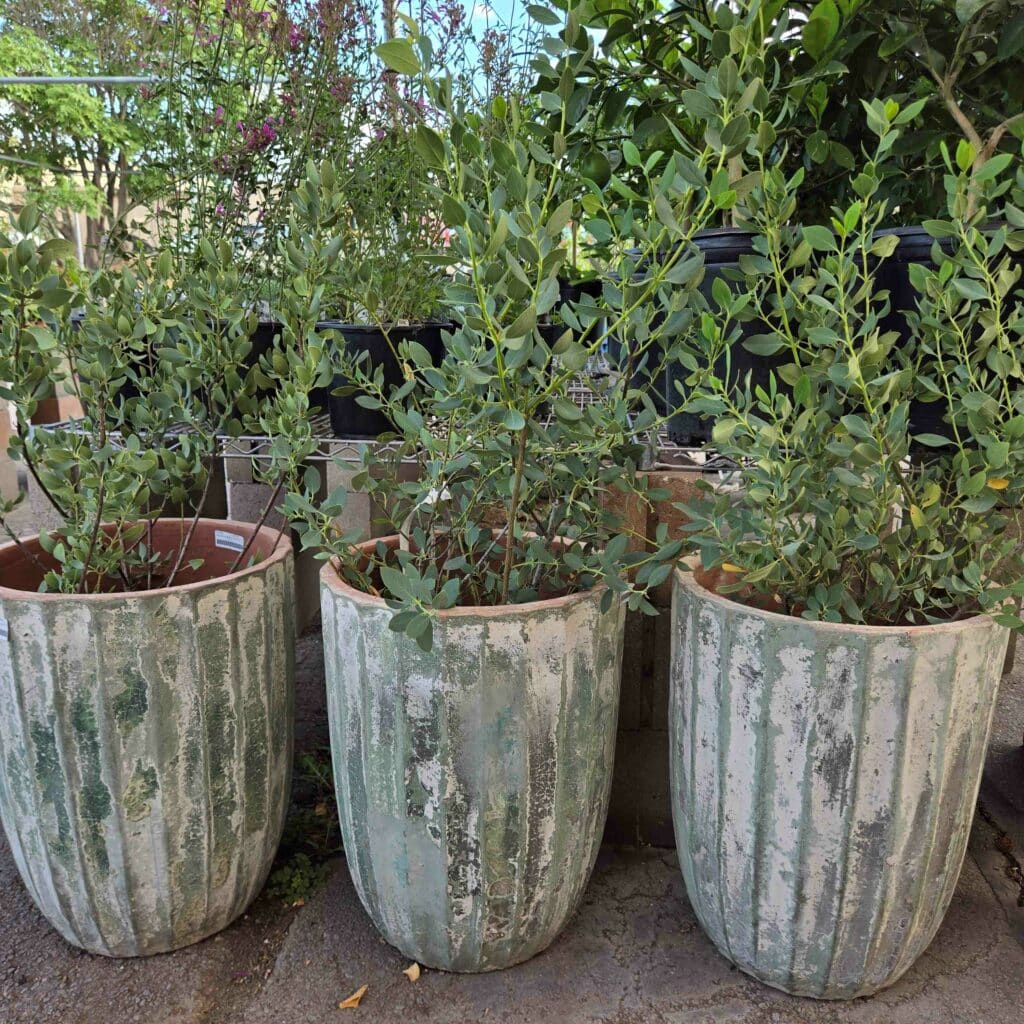 weathered green pots