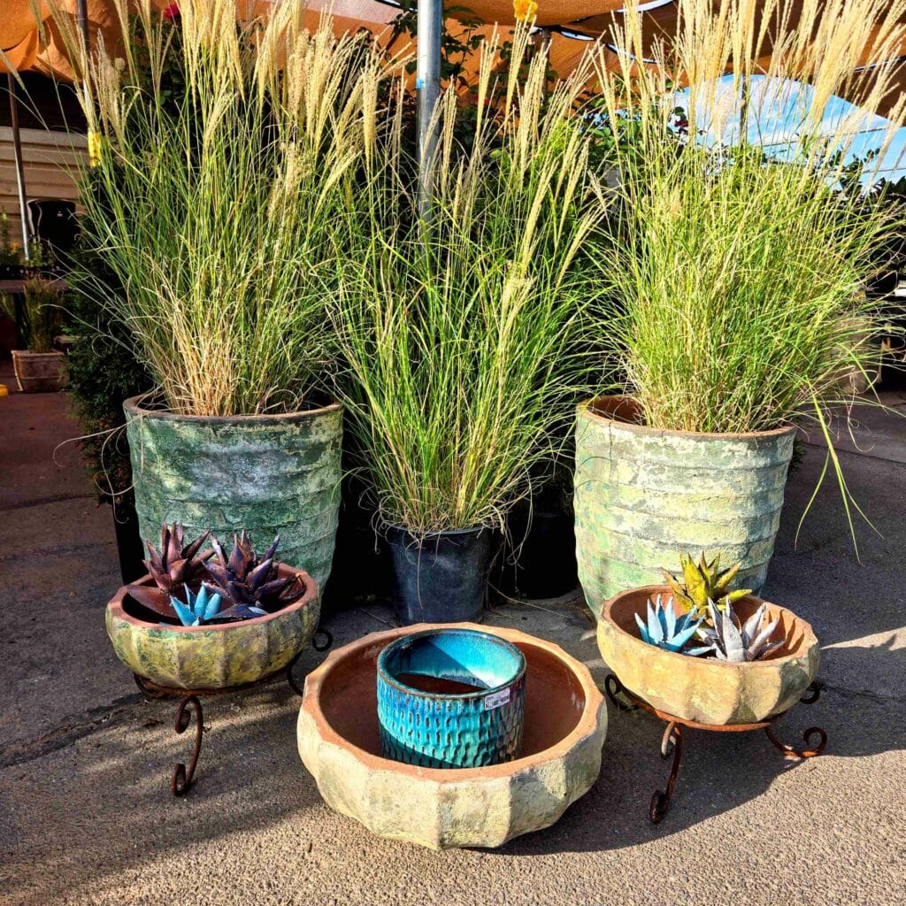 weathered pots with greens