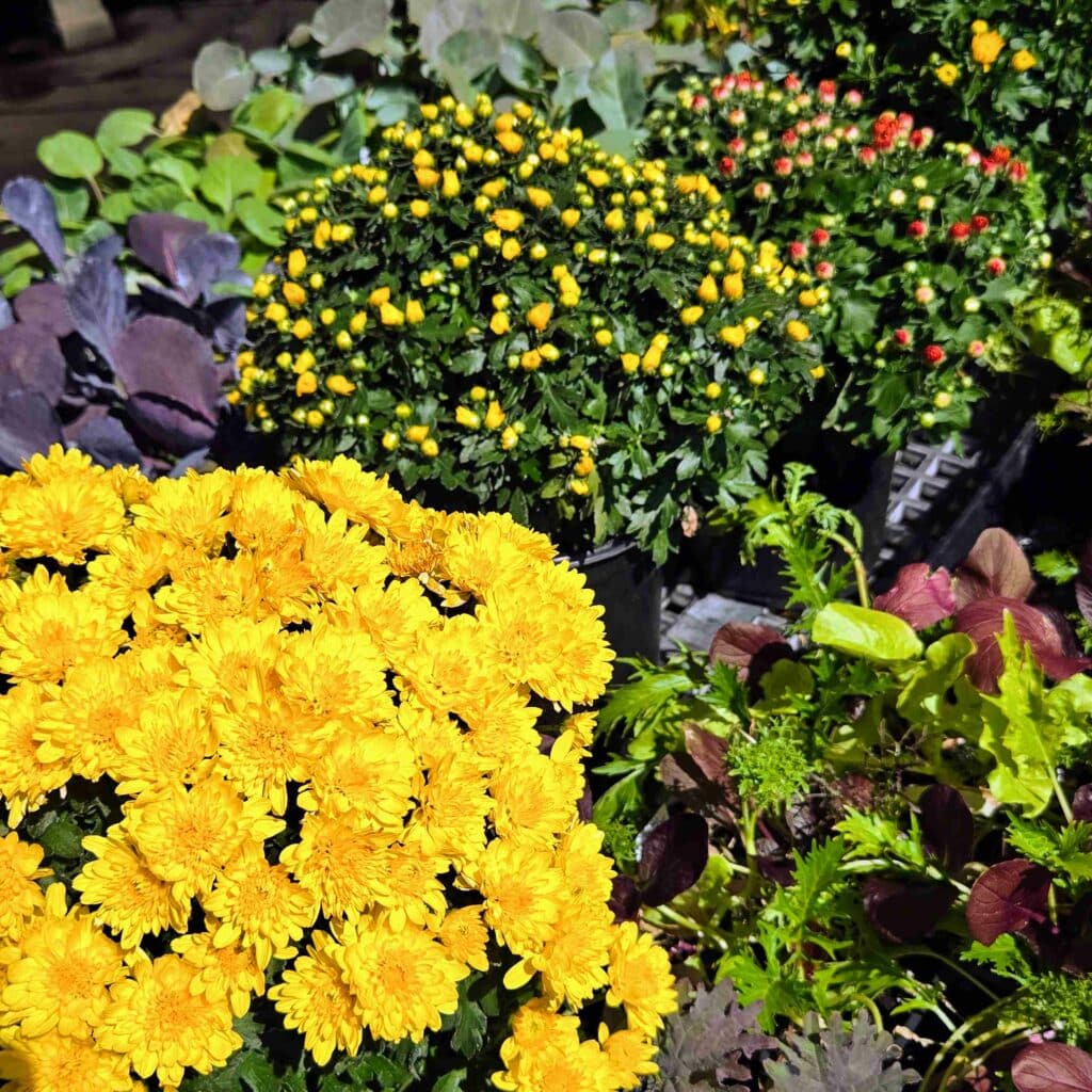 yellow mums