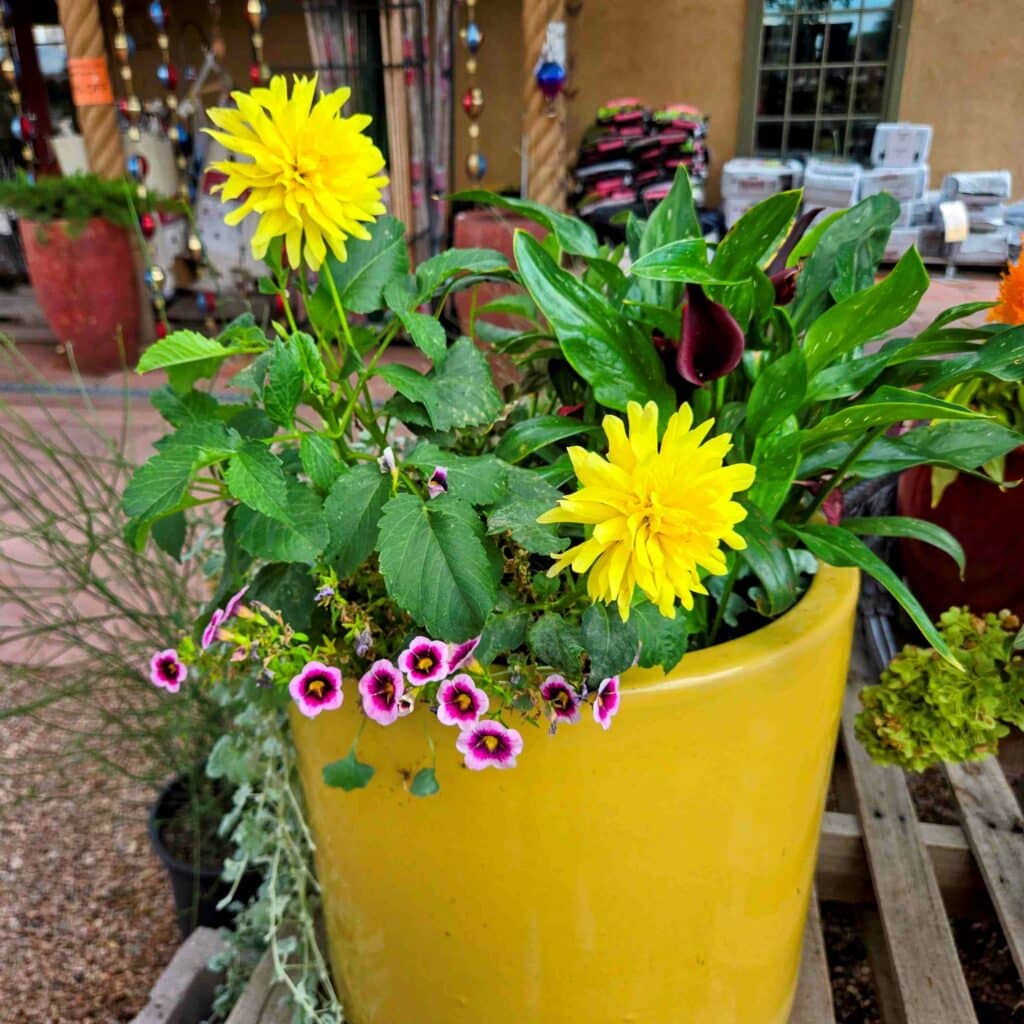 yellow pot with flowers