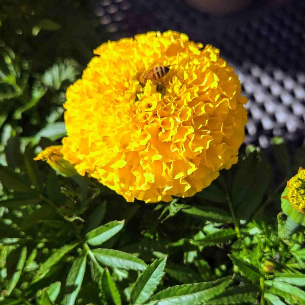 fall flowers4 with bee