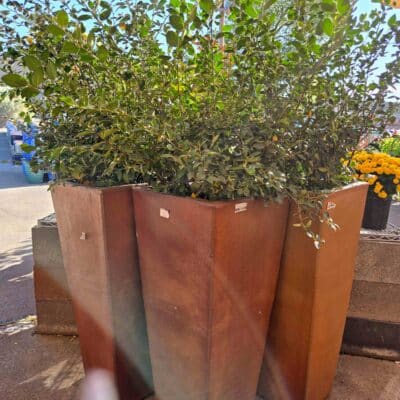 rust planters with trees