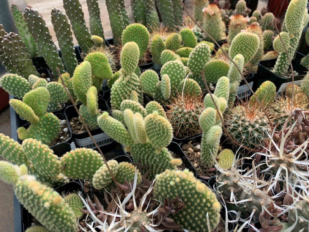 cacti