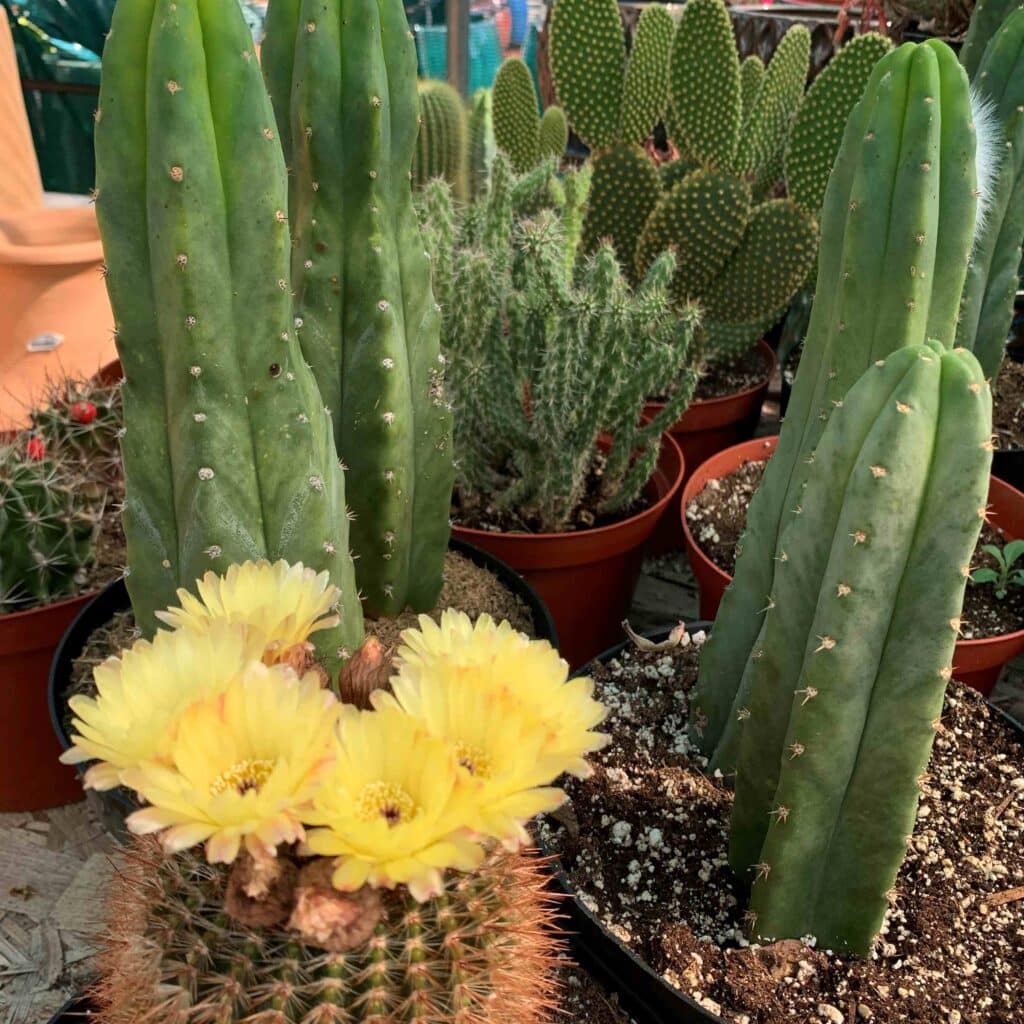 flowering cactus