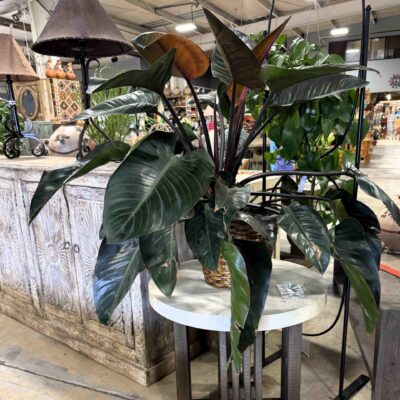 lush houseplant