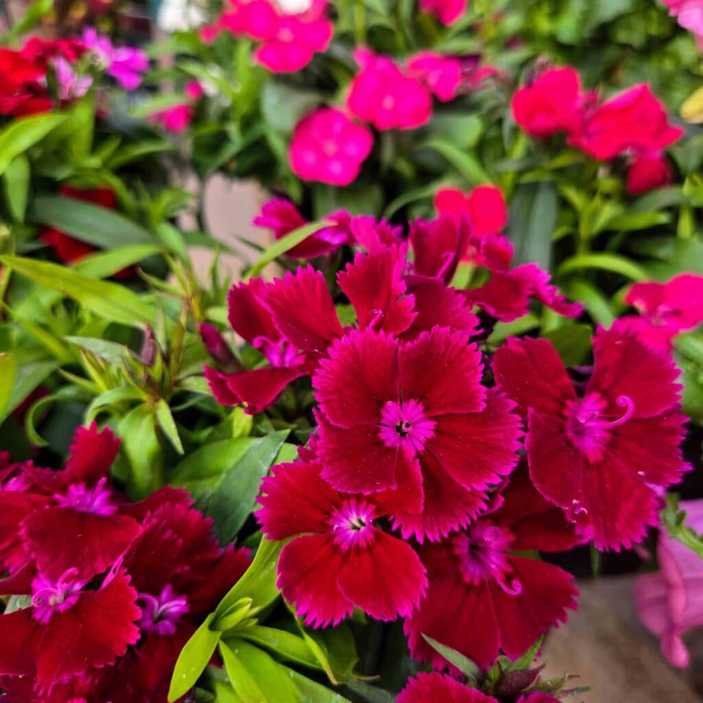 magenta flower
