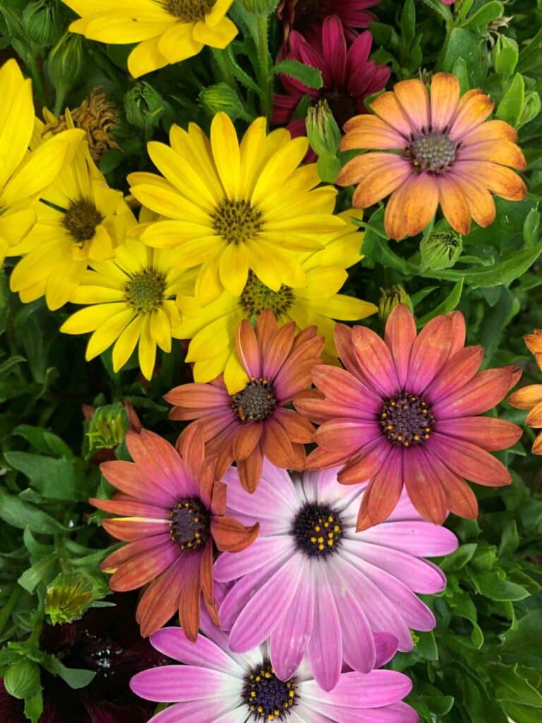 multi flower