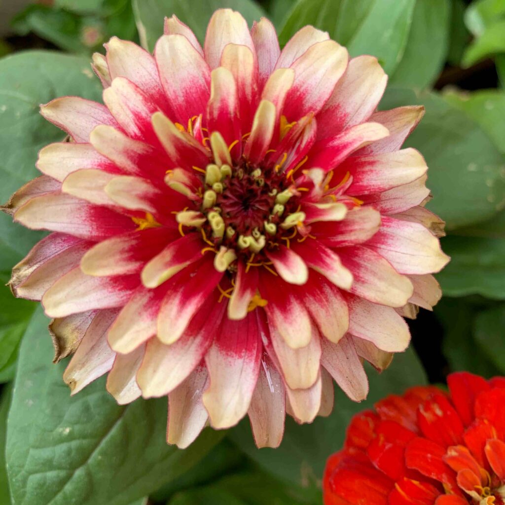 peach dahlia