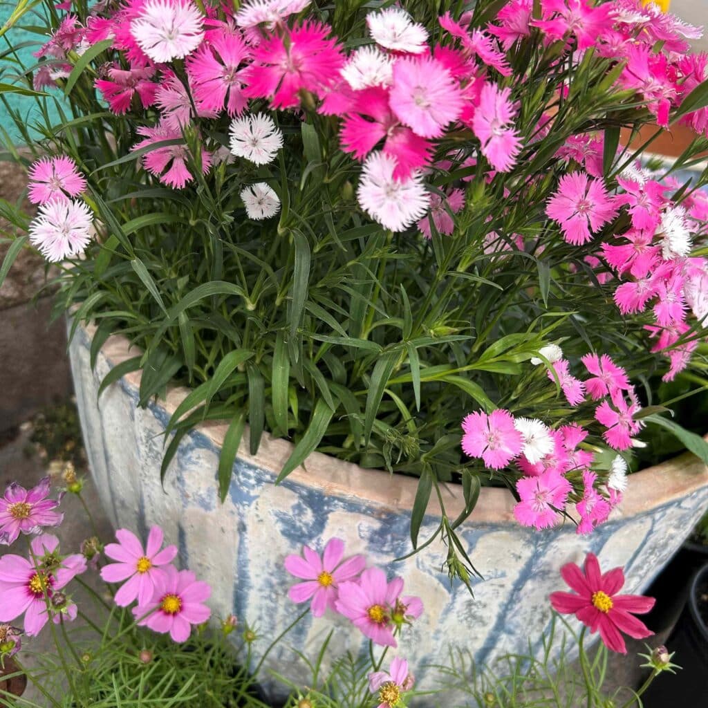 pink and white flowers in blue terracotta pot