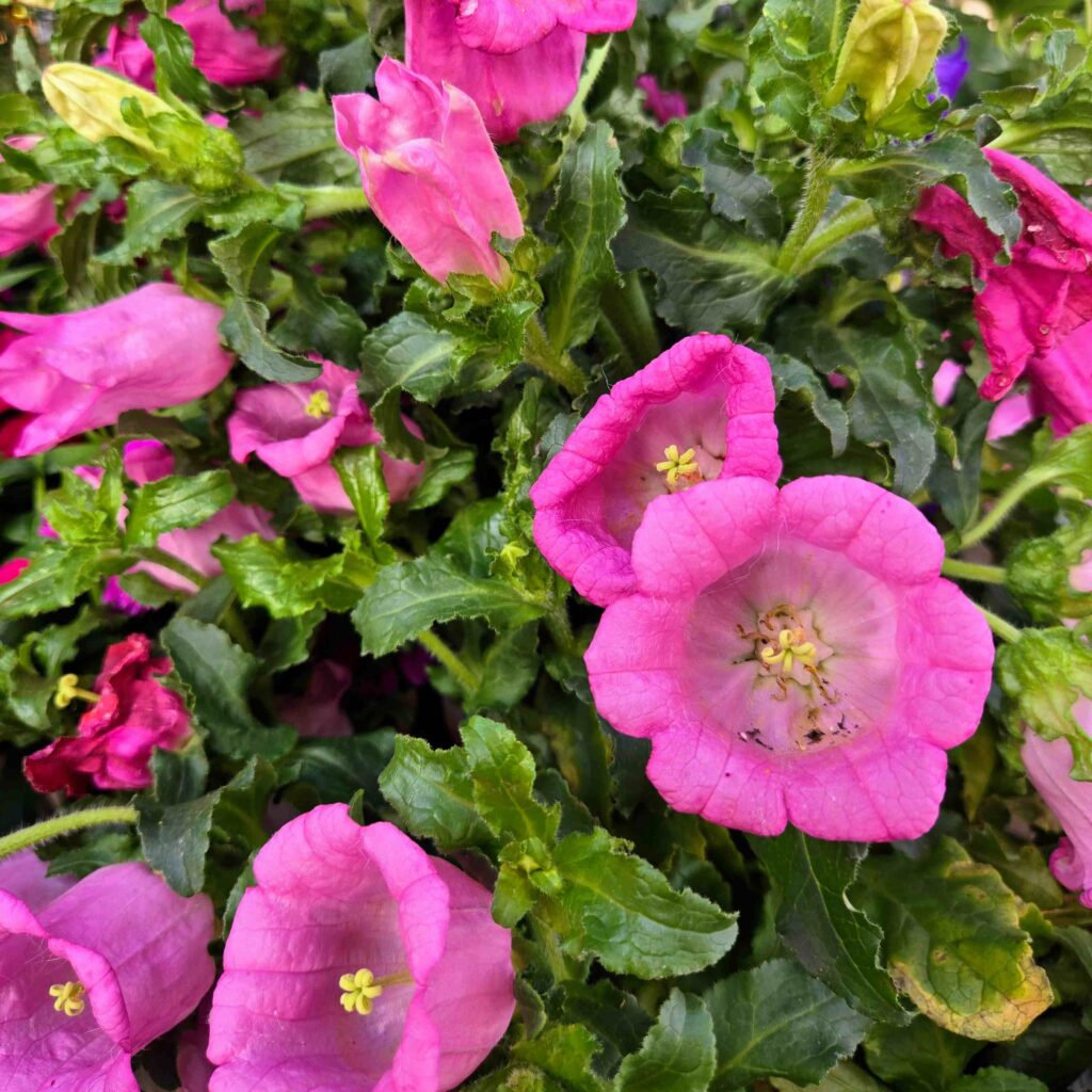 pink early spring flower
