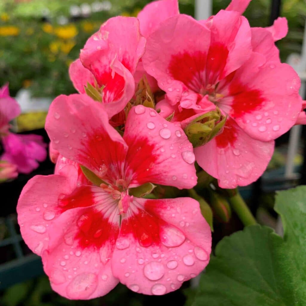 pink red flowers with water drops