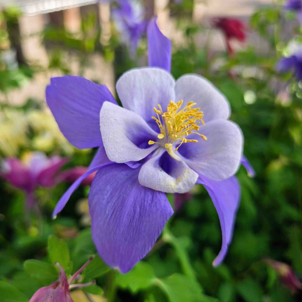 purple flower