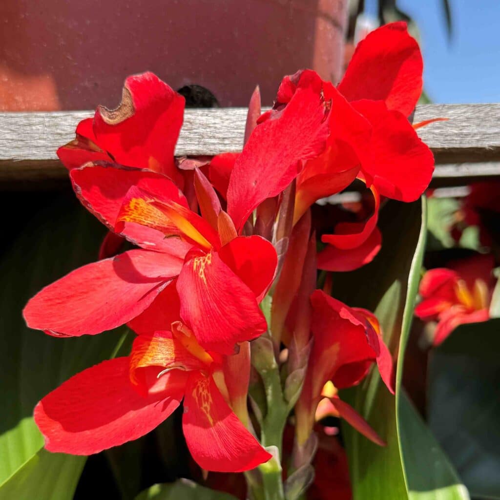 red flower bloom