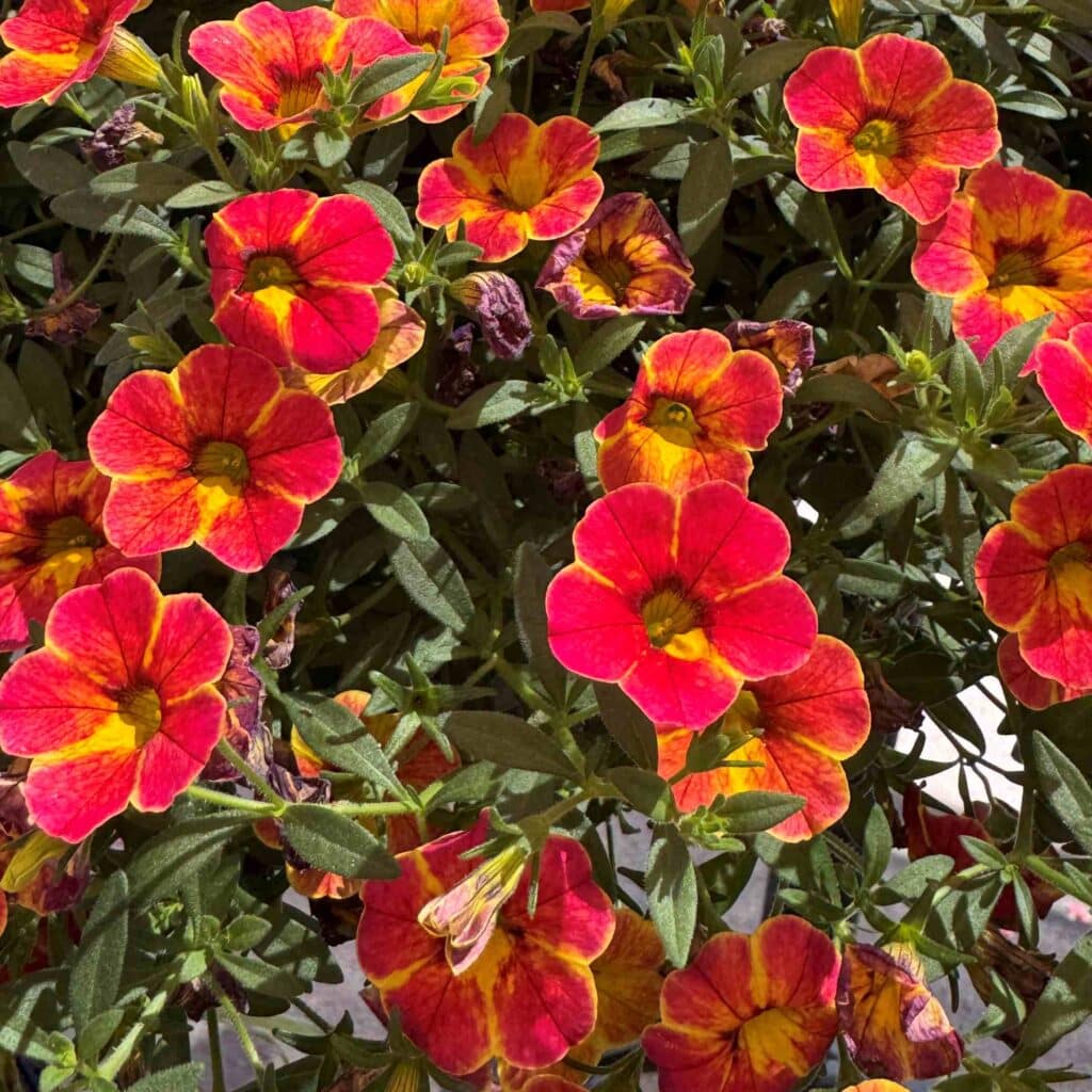 red with gold spring flower