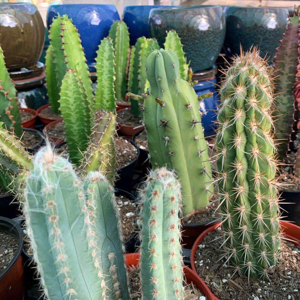 small cacti