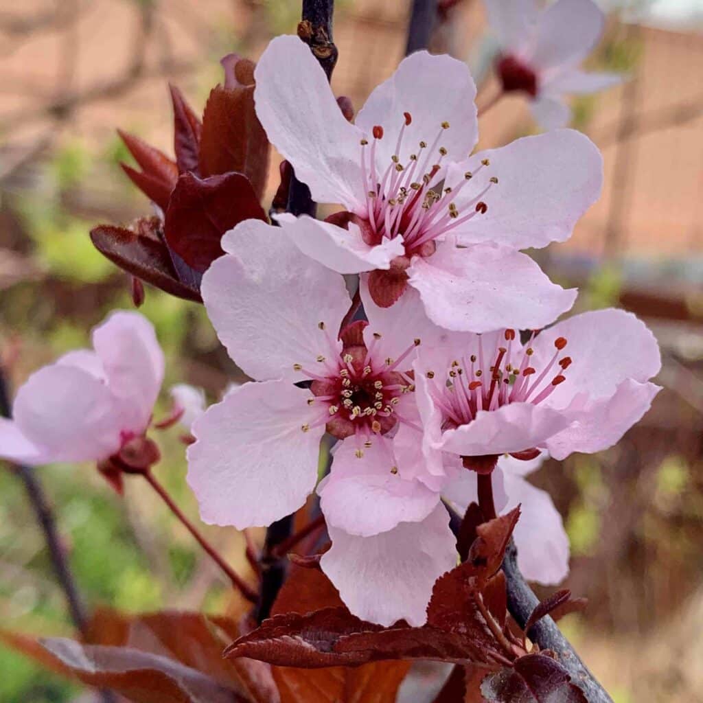 soft pink spring bloom