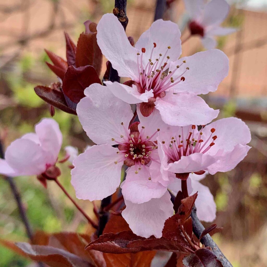 soft pink spring bloom