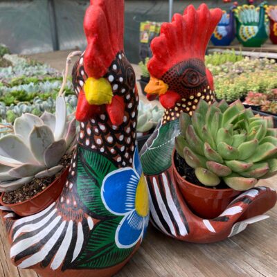 succulents in rooster pots