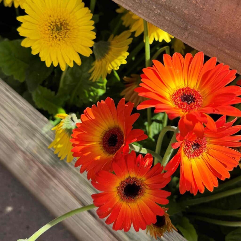 sunshine gerberas