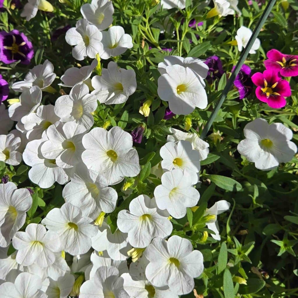 white flowers